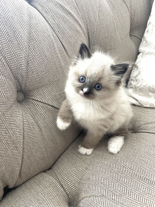 Pisica birmaneza 7 saptamani