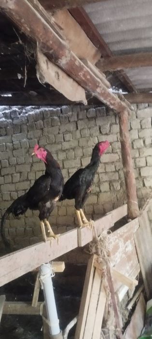 Dakan xoʻrozlar sotiladi