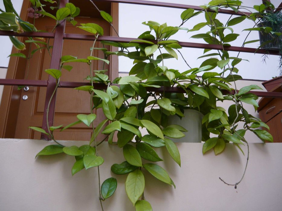 Panasonic Lumix DMC-LS80