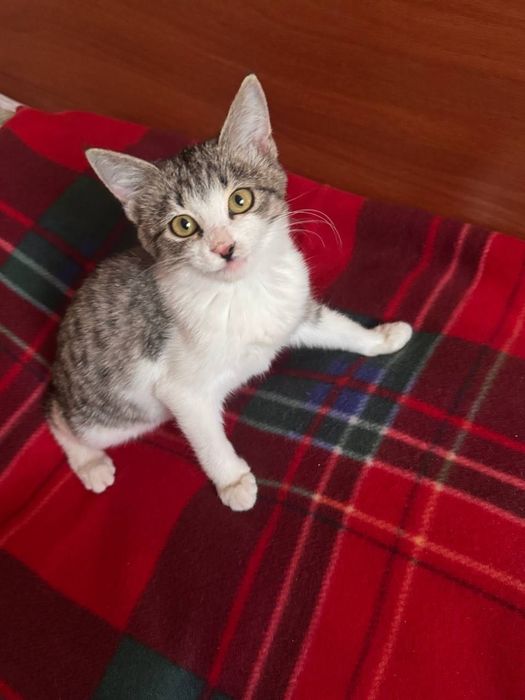 Котенок пятнистый бесплатно даром