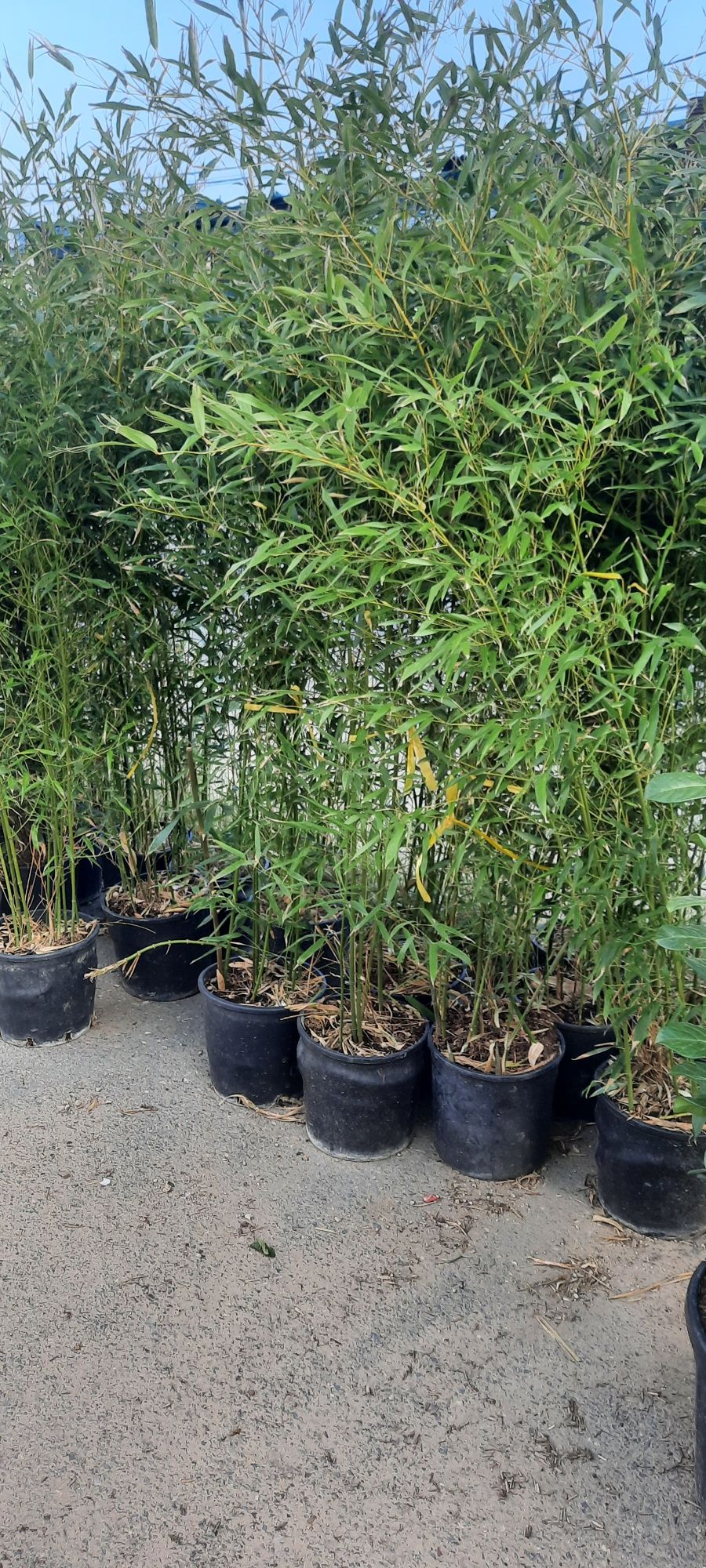 Plante ornamentale Bambus