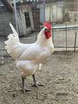 Oua incubat La Bresse
