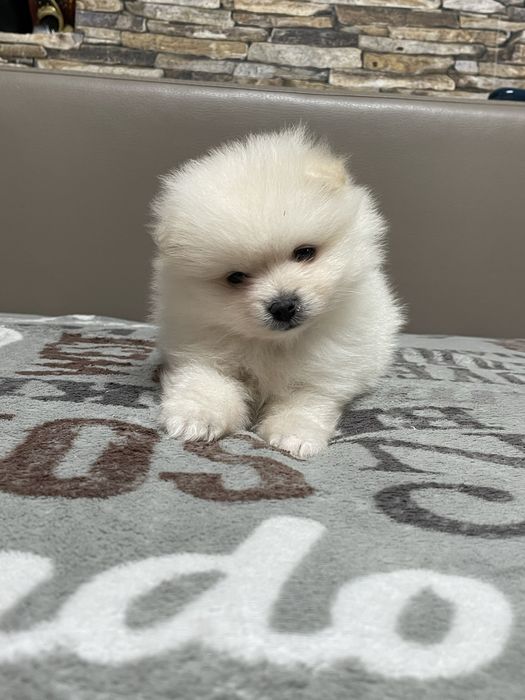 Pomeranian talie mica