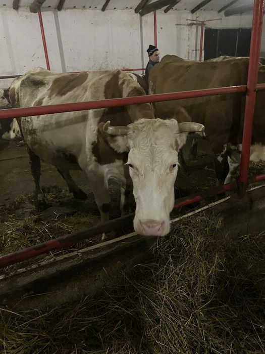 Vaci de vanzare Baltata Romaneasca