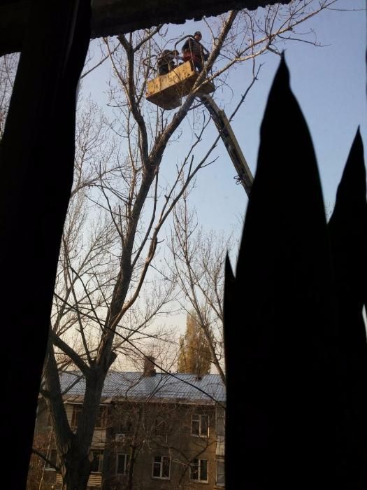 Спил и сан обрезка, кронирование деревьев