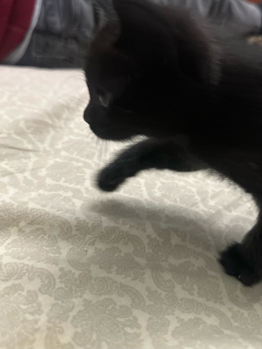 котята шотландцы прямоухие