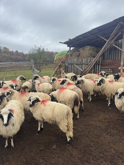 Oi breze miei berbeci