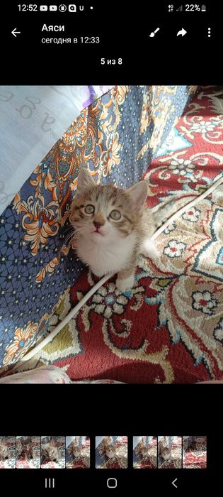 Мушукчалар бор икки дона