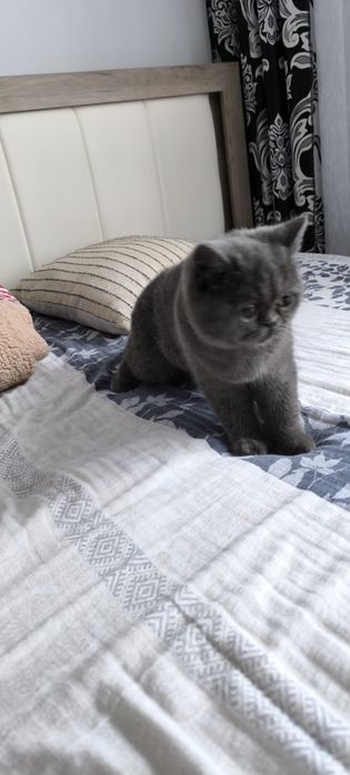 Pisica british shorthair