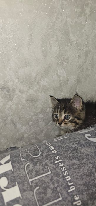 Котенок маленький