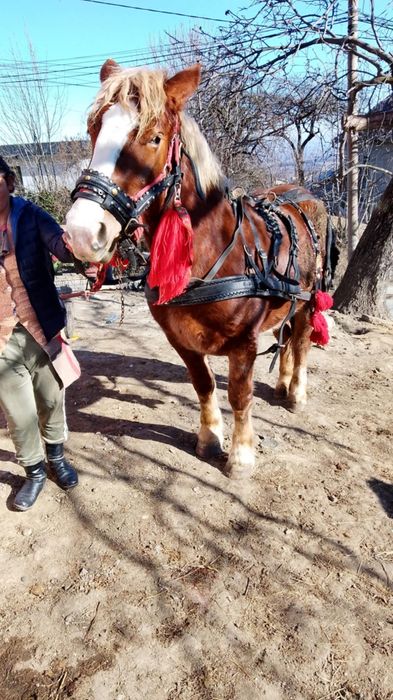 Mânză de 3 ani jumate de vânzare 5000 euro