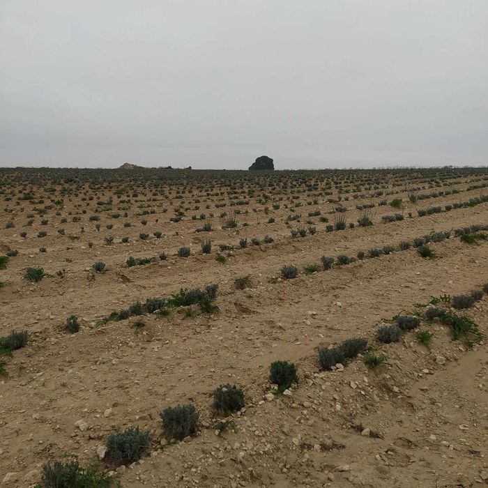 Butasi de Lavanda sevastopolis,campania 2025-2026