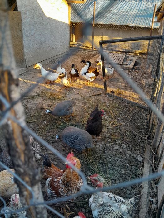 Bibilici care fac oua