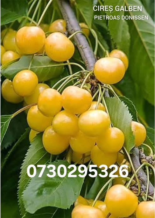 Vând Pomii Fructiferi Altoiți Columnari anul 3 de vegetație