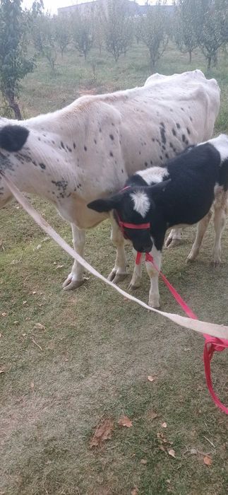 Ona bola sigir sotiladi