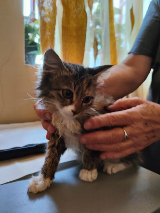 Отдадим котенка в хорошие руки
