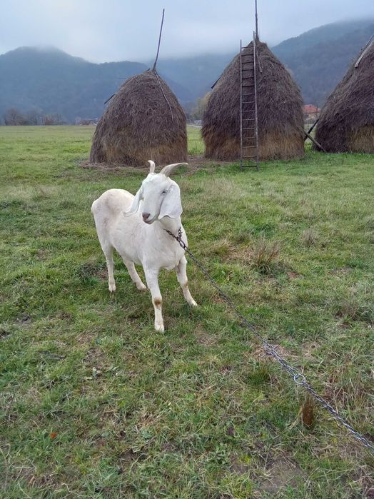 Iada de 1 an. Boier.