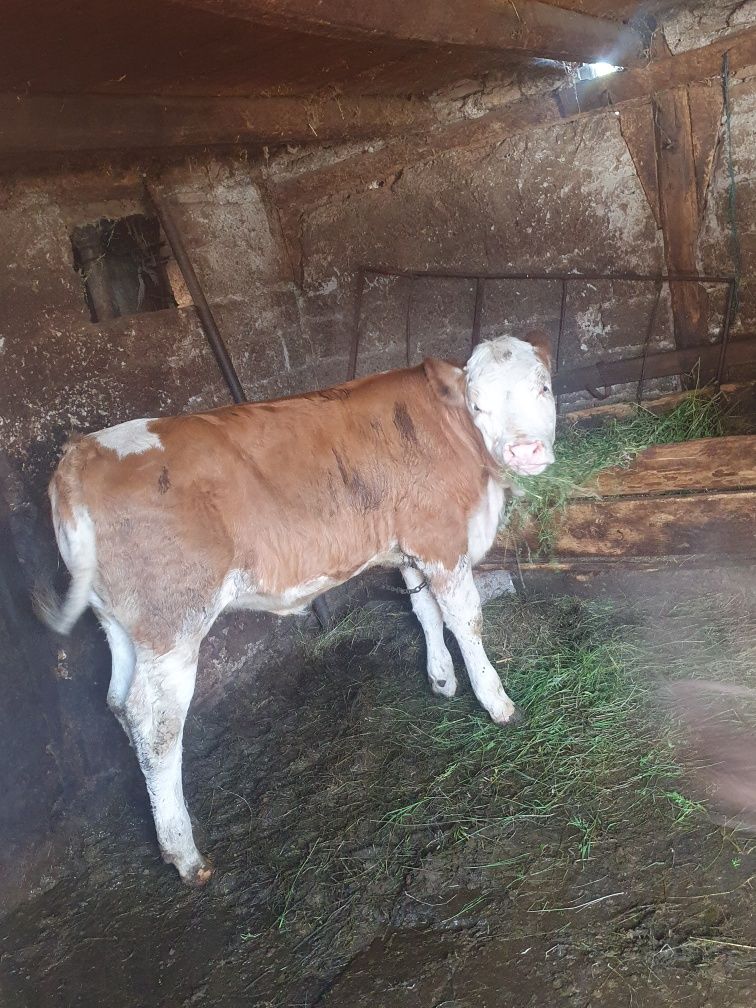 Vând junica bălțată românească