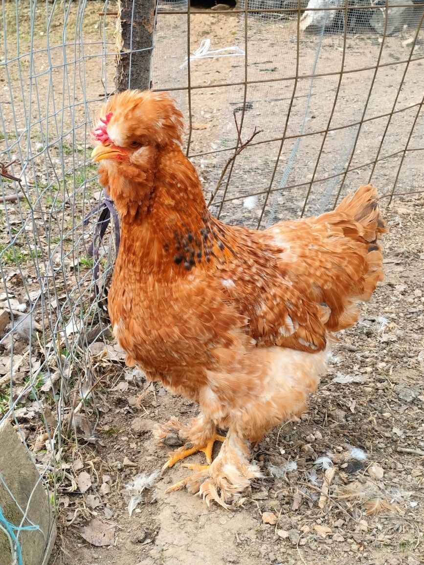 Găini moțate românești