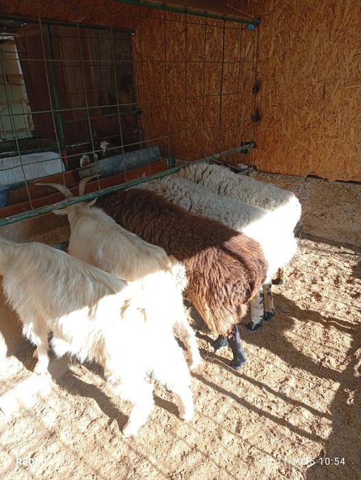 Бугоз экиззой куйлар тезда сотилади шошилинг йеб ичиши кайфияти ало!