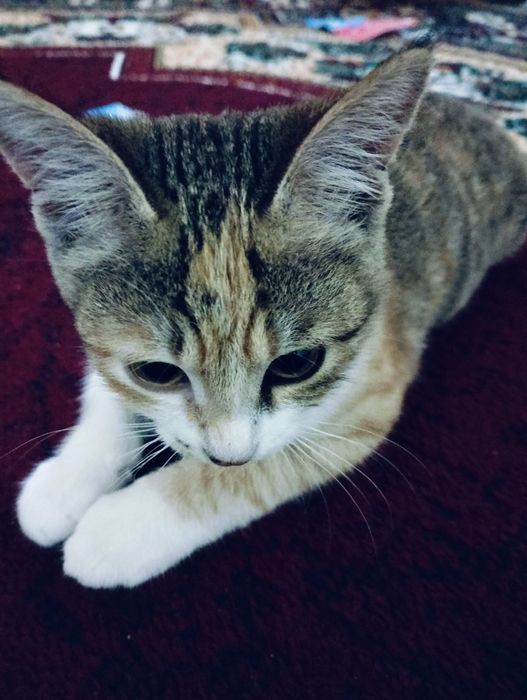 yaxshi qaredigon odamga bervoramz mushukcha