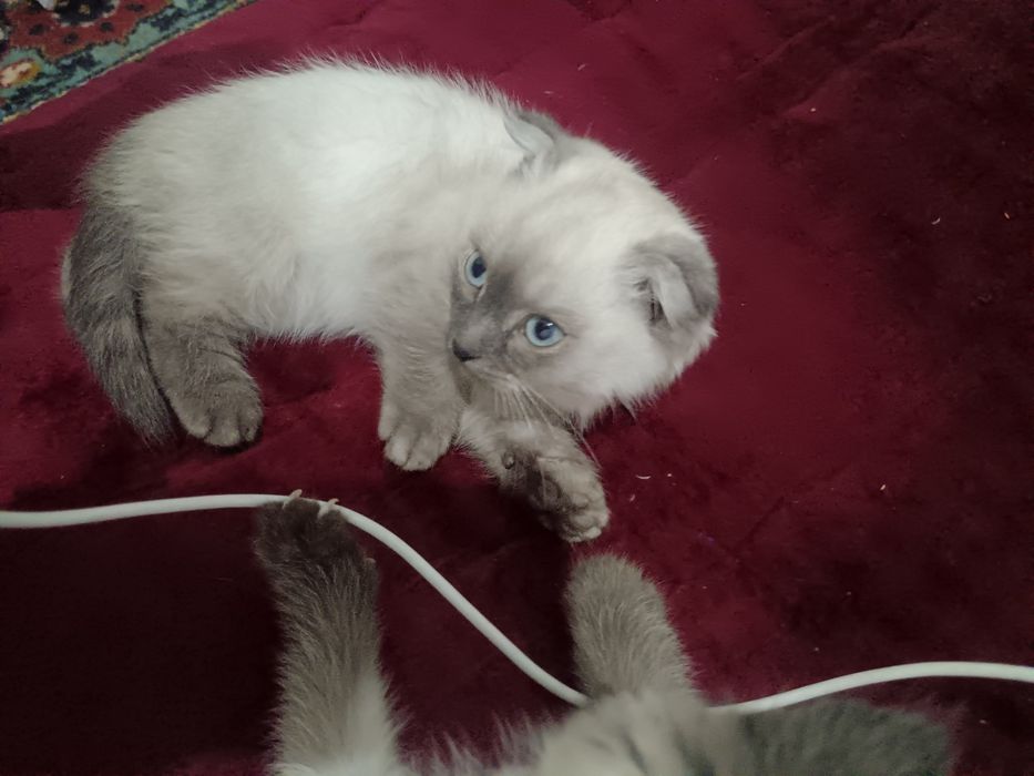 Mushuk sotiladi 1mln bolalari 500 ming