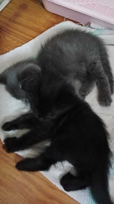 Хорошие Котята ищут хозяев