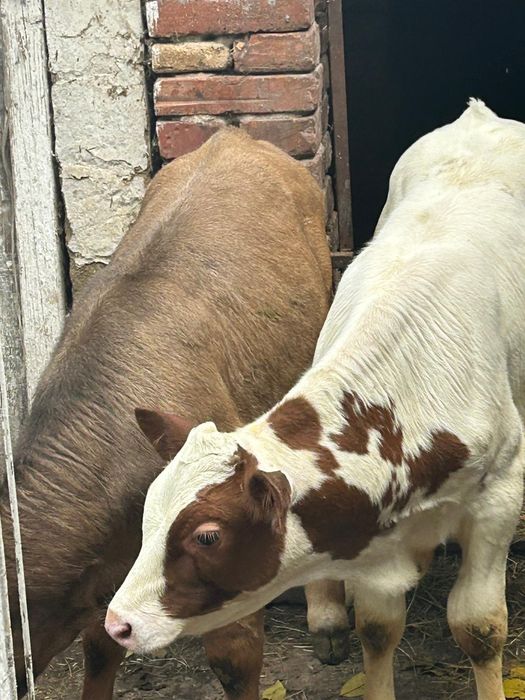 Vand un tauras si o vitea