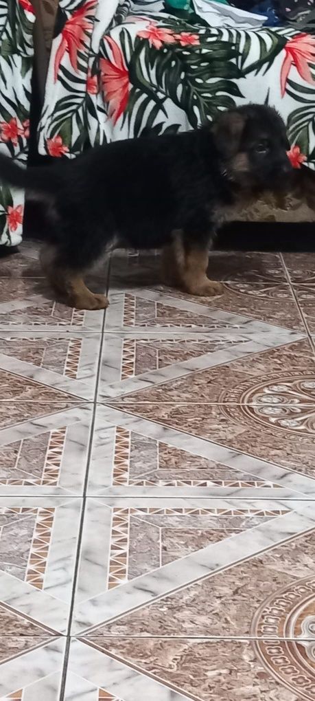 Căței Ciobanesc German cu pedigree