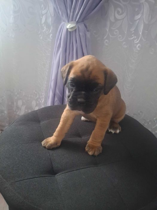 Mascul boxer 2 luni