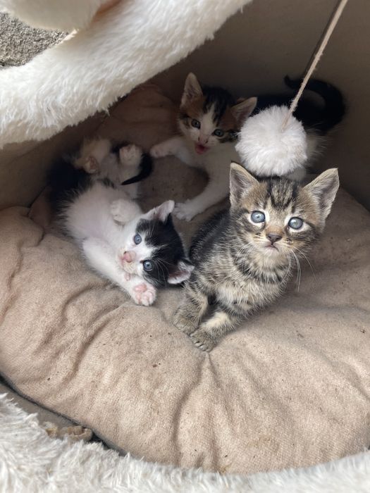 Ofer spre adoptie puiuți de pisica