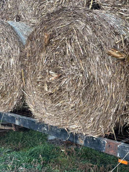 Vând baloți tocătură de porumb