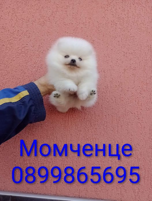 Бели Померани !!