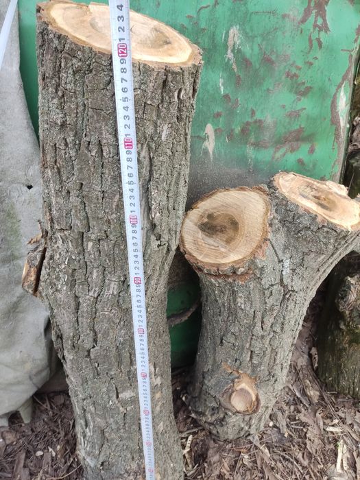 Спилы грецкого ореха на приклад