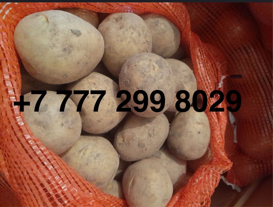 Картофель домашний