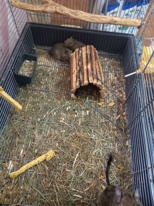 De vânzare veverițe Degu
