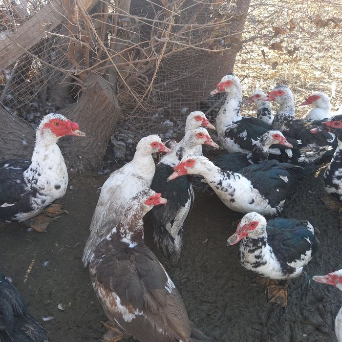 Продам индауток только самки