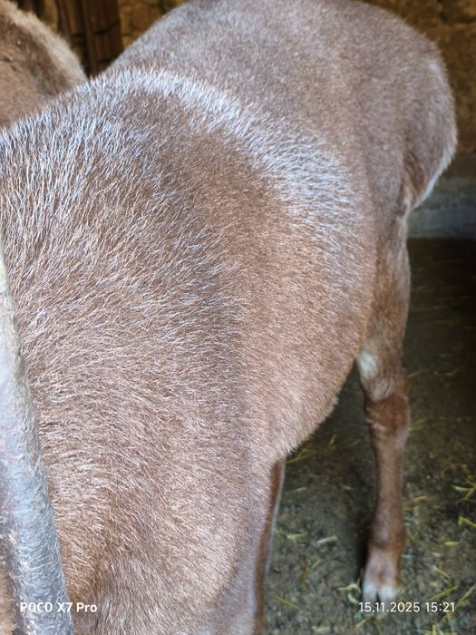 Продается кучкары