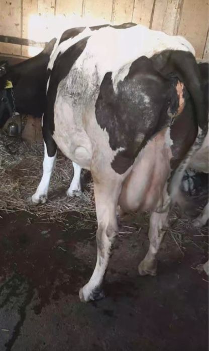 Vacă cu lapte disponibilă