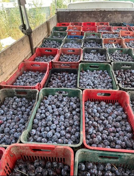 Vand prune de cea mai buna calitate pentru tuica