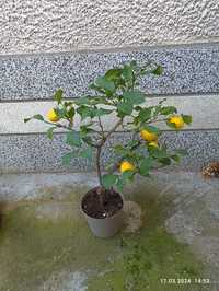 Лимон дърво плододаващо