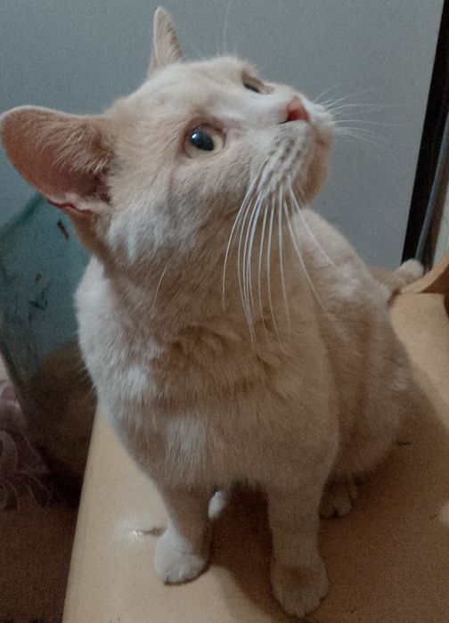 Отдам даром британского котика