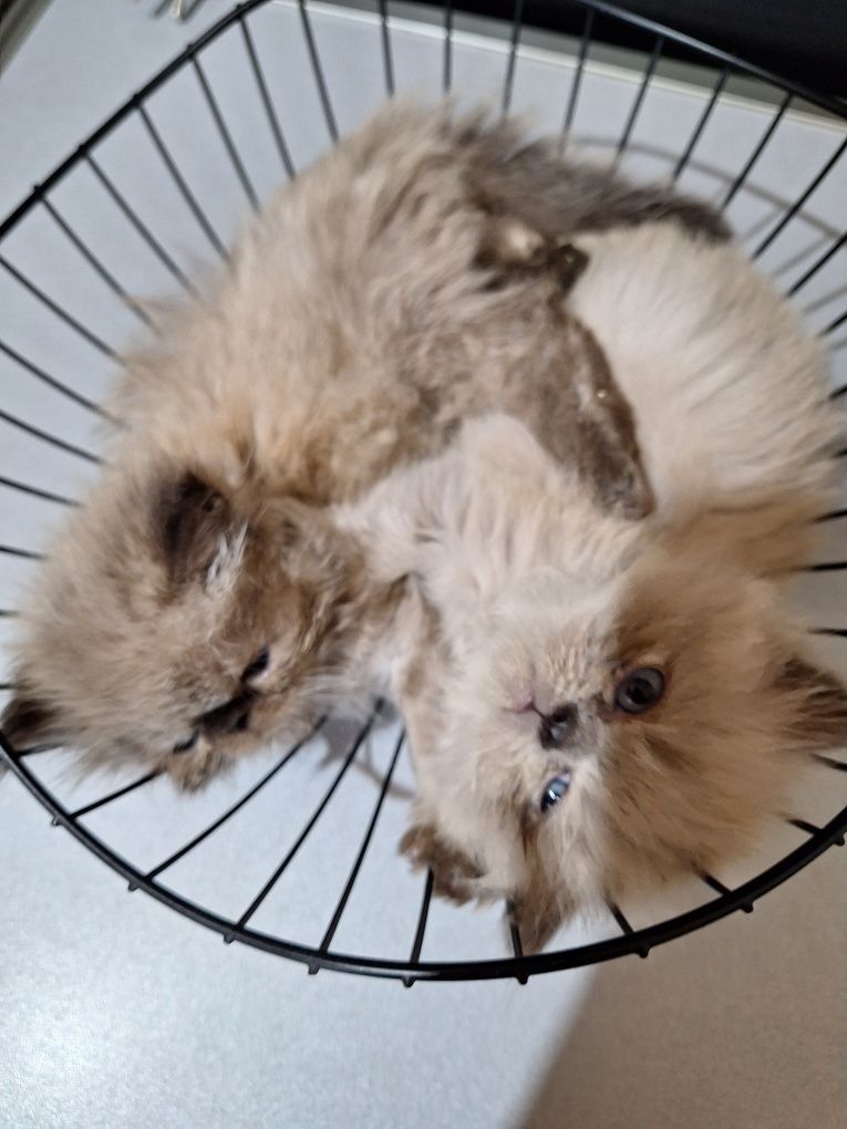 Персийски котенца
