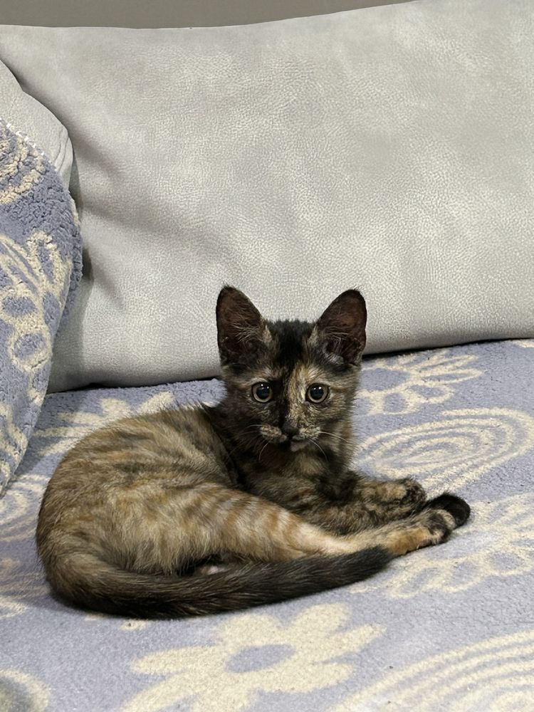 Котенок девочка.