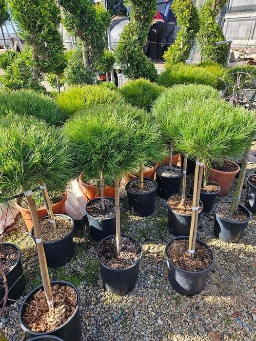 Leylandi cupressus, Livrare gratuita oriunde în Țară