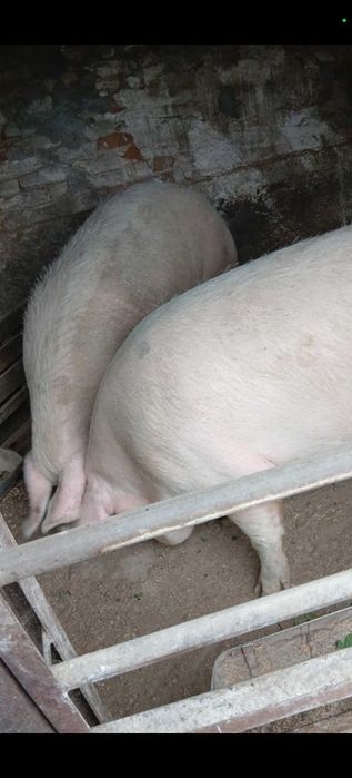 Прасета различни килограми