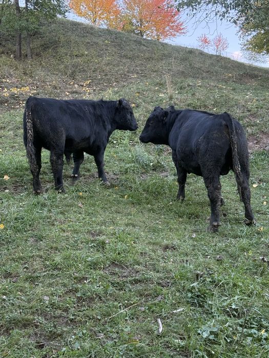 Vand 2 vitei angus