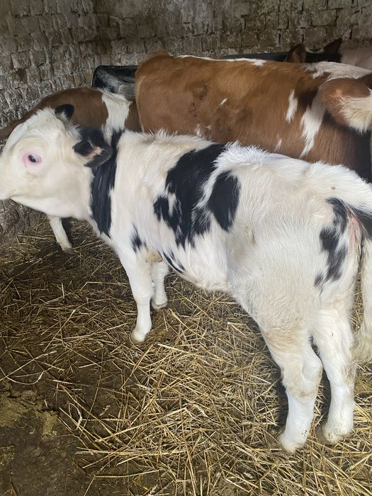 vand 2 vitele frumoase