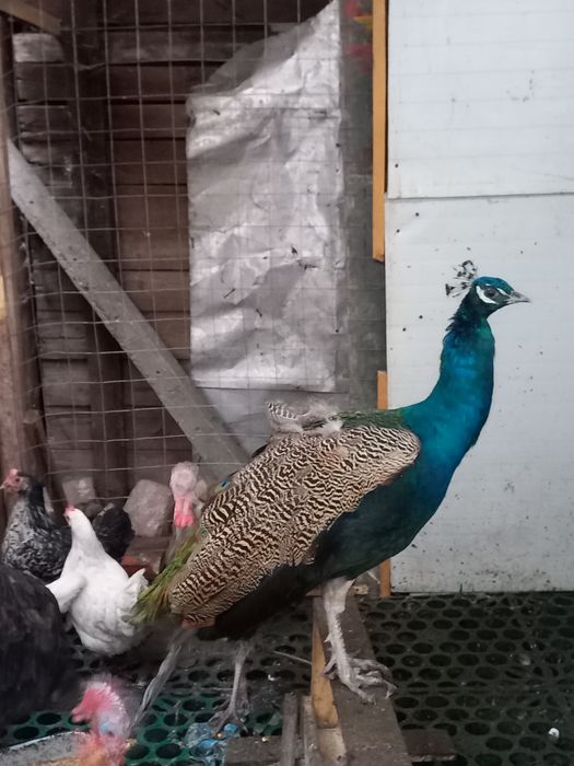 Продавам паун на 1.5 месеца