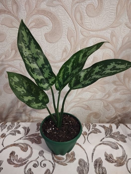 Продам Аглаонему